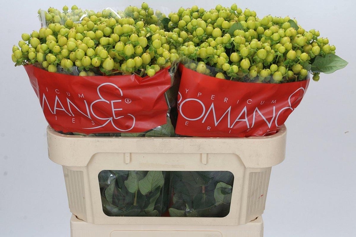 <h4>Hypericum Smiley Romance</h4>