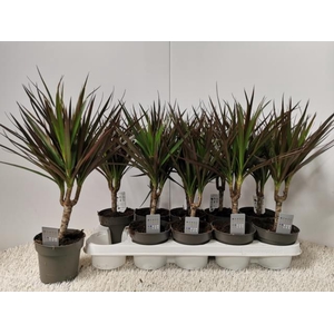 DRA MARGINATA