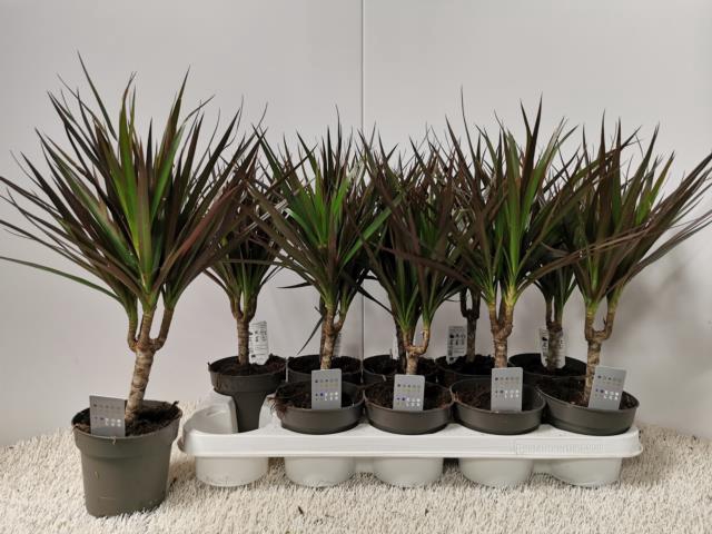 <h4>DRA MARGINATA</h4>