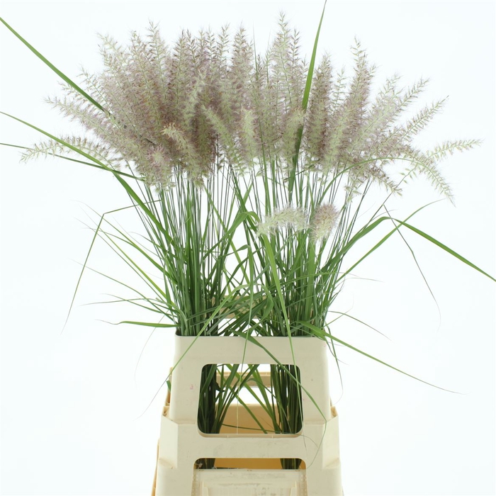 <h4>Pennisetum Karly Roze</h4>