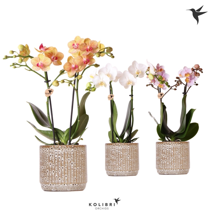 <h4>Kolibri Orchids Phalaenopsis mix 2 spike in Jaguar pot</h4>