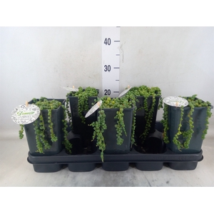 Senecio rowleyanus