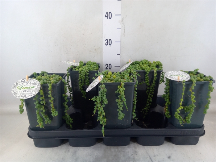 <h4>Senecio rowleyanus</h4>