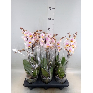 Phalaenopsis multi. 'Ant San Jose'