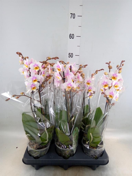 <h4>Phalaenopsis multi. 'Ant San Jose'</h4>