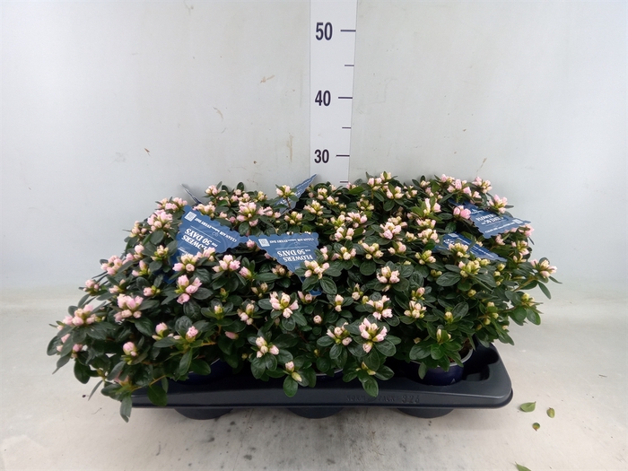 <h4>Rhododendron SI 'Hor Class Bicolor'</h4>