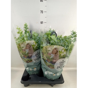 Phlebodium aureum 'Davana'