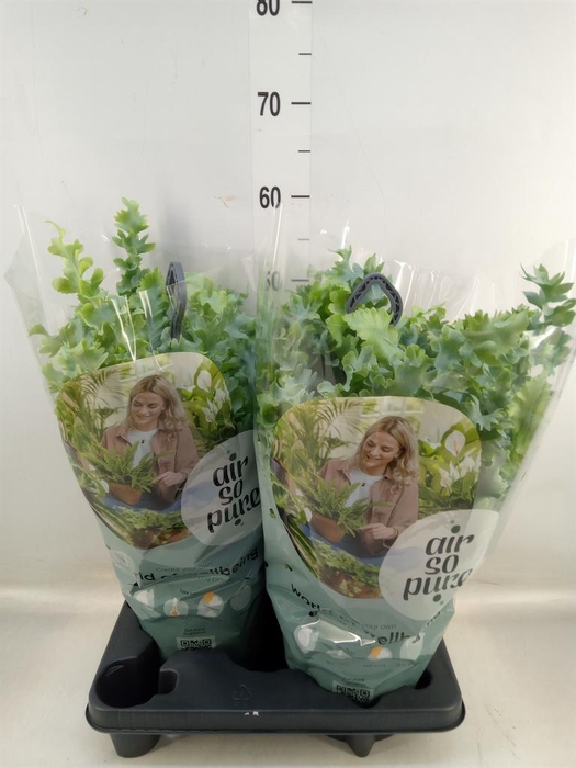 <h4>Phlebodium aureum 'Davana'</h4>