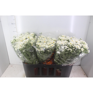 CRISANTEMO BOLA BELGA P20