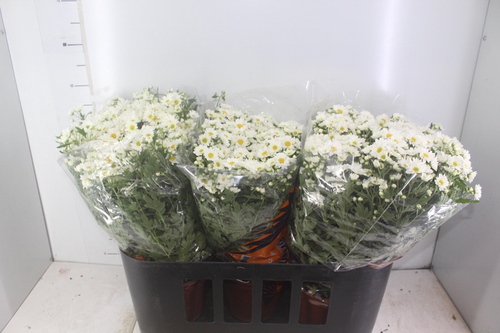 <h4>CRISANTEMO BOLA BELGA P20</h4>