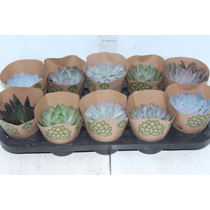 ECHEVERIA P11