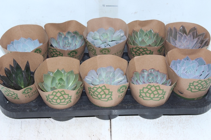 <h4>ECHEVERIA P11</h4>