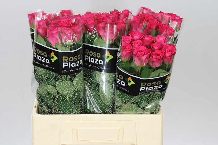 <h4>Rosa Gr Orchestra</h4>