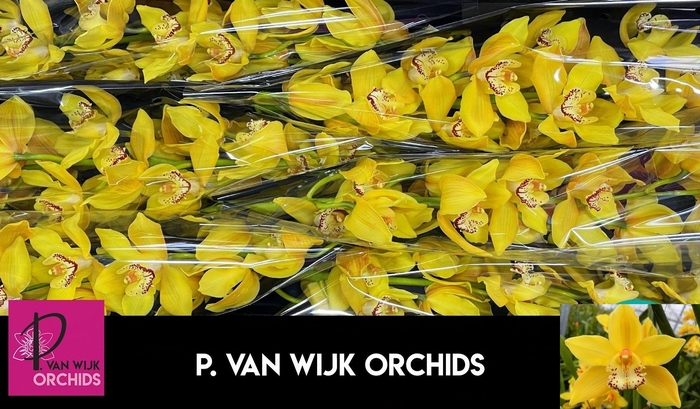 <h4>CYMB T DAY DREAM</h4>