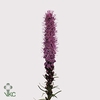 Liatris 80cm