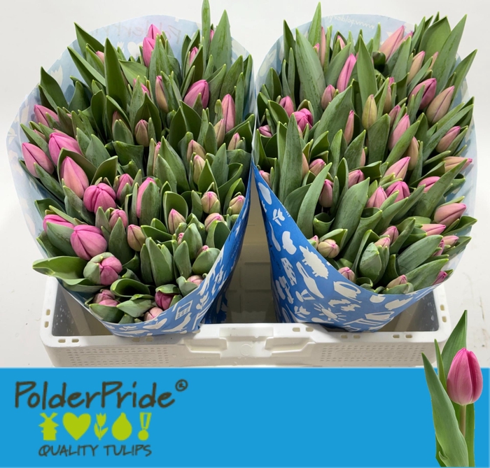 <h4>TU EN LINCOLN</h4>