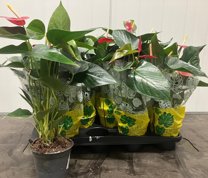 <h4>ANTHU AN ACROPOLIS</h4>