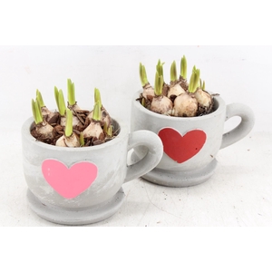 arr4 Muscaris JS - Kop/schotel hart kl. x6