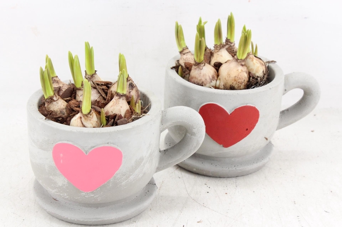 <h4>arr4 Muscaris JS - Kop/schotel hart kl. x6</h4>