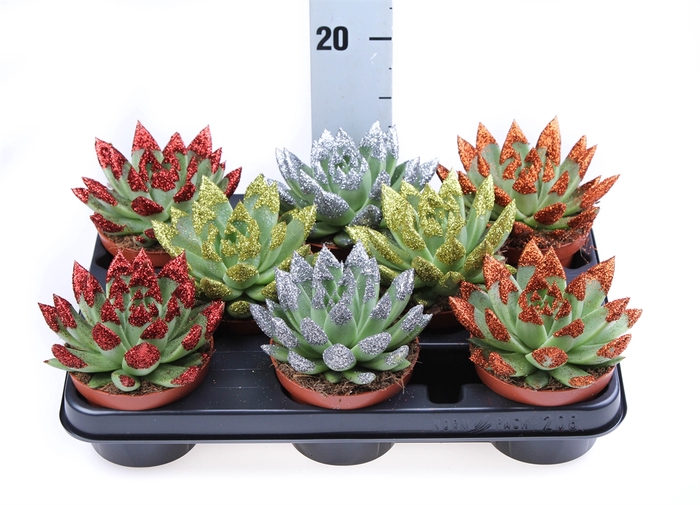 <h4>Echeveria  'Miranda'</h4>