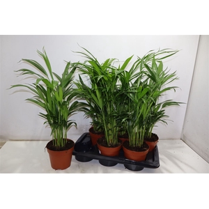 arr8 Dypsis Lutescens
