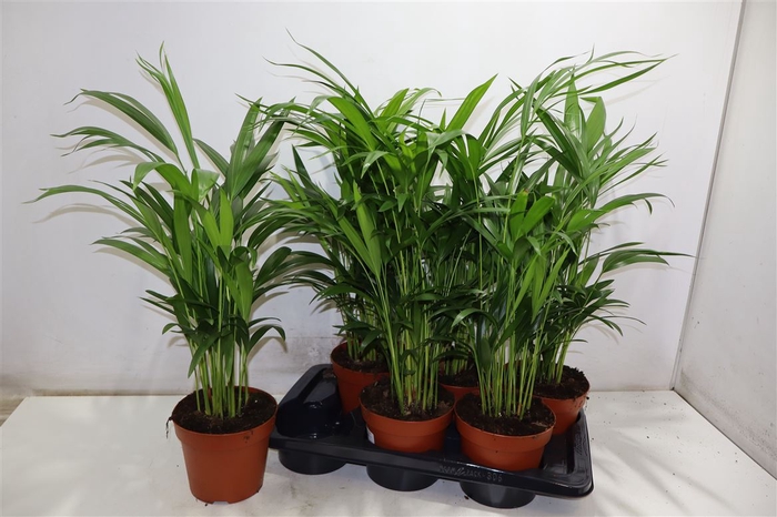 <h4>arr8 Dypsis Lutescens</h4>