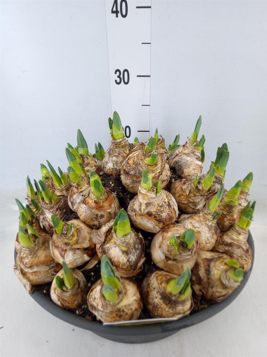 <h4>Narcissus   ...</h4>