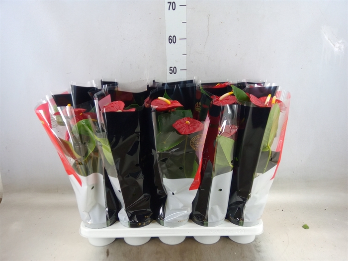<h4>Anthurium andr. 'Royal Champion'</h4>