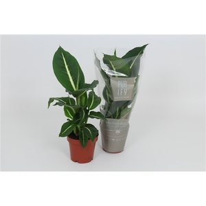 Purify Dieffenbachia Green Magic 12 cm