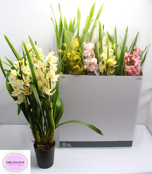 <h4>CYMB GEMENGD</h4>