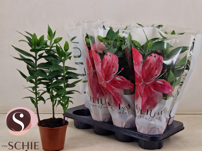 <h4>LIL OR REELEEZE</h4>