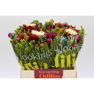 BQ Cape Green Mandarin