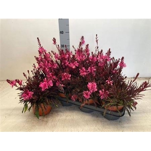 Gaura lindheimeri overig