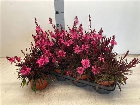 <h4>Gaura lindheimeri overig</h4>
