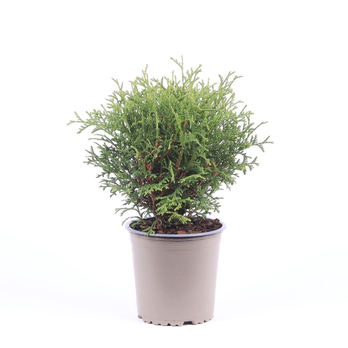 Thuja Tiny Tim