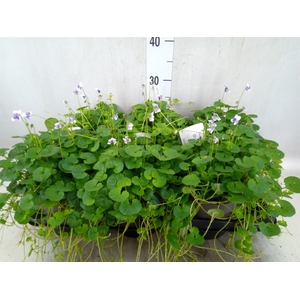 Viola hederacea