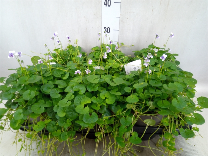 Viola hederacea