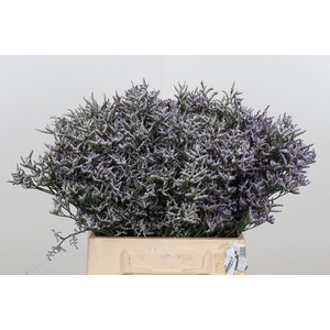 Limonium Safora Lilac