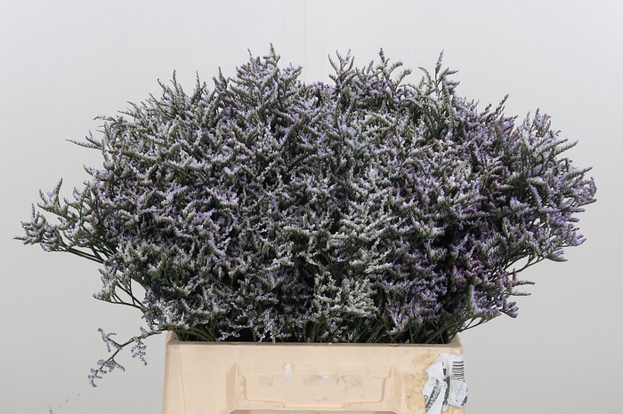 <h4>Limonium Safora Lilac</h4>