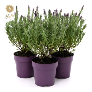 Lavandula st. 'Anouk'® Collection P10,5