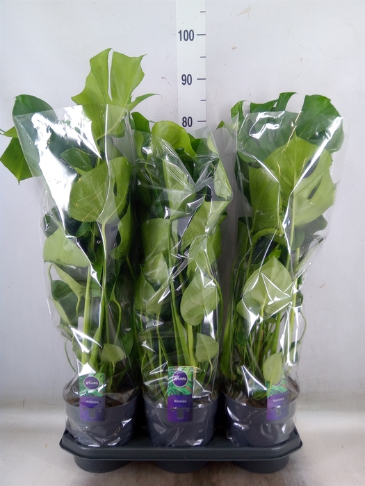<h4>Monstera delic.</h4>