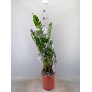 Zamioculcas zamiifolia