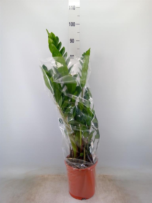 <h4>Zamioculcas zamiifolia</h4>