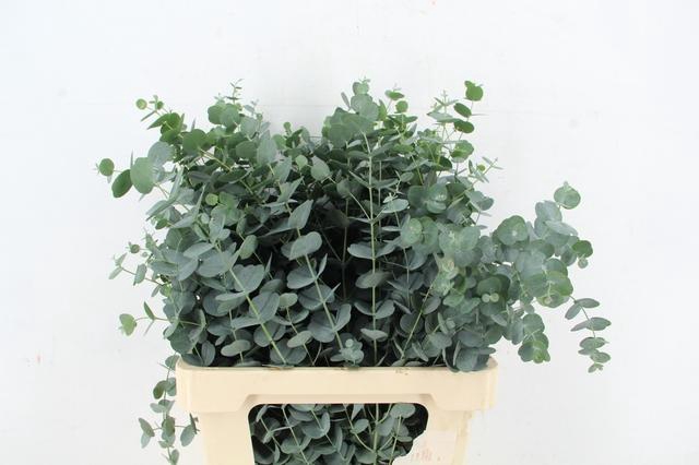 <h4>EUC GU AZURA 065CM</h4>