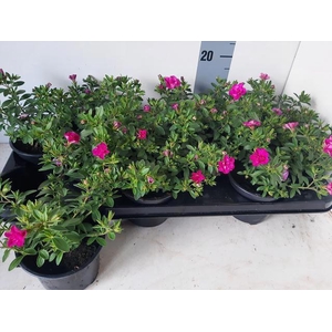 CALIB MINIF D PINKTA