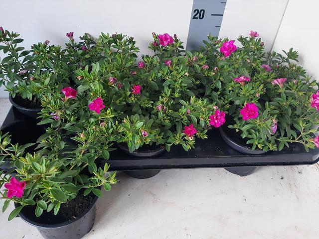 <h4>CALIB MINIF D PINKTA</h4>