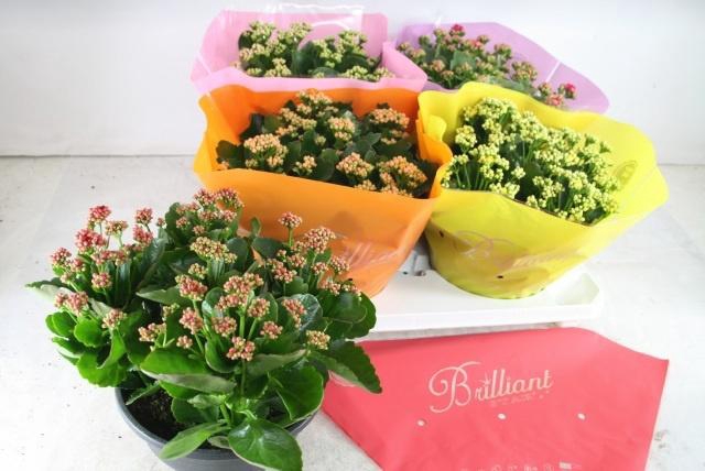 <h4>KAL GE GEM 5 KL</h4>