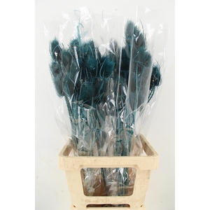 DF Dipsacus Turquoise Bs 130g
