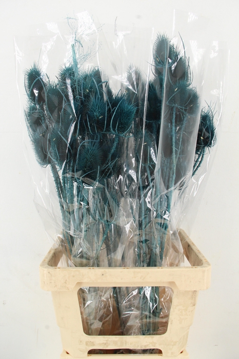 <h4>DF Dipsacus Turquoise Bs 130g</h4>