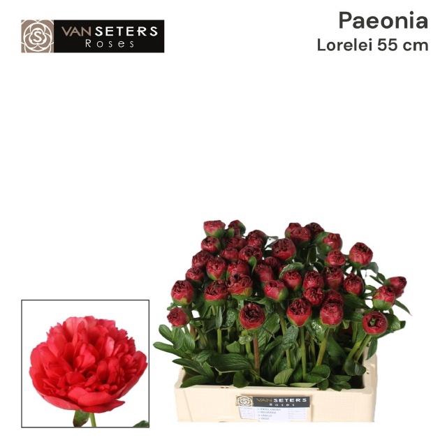 <h4>PAEO LORELEI</h4>